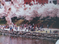 안남 꿈동이들의 꿈을 펼치는 4월의 벚꽃 한마당